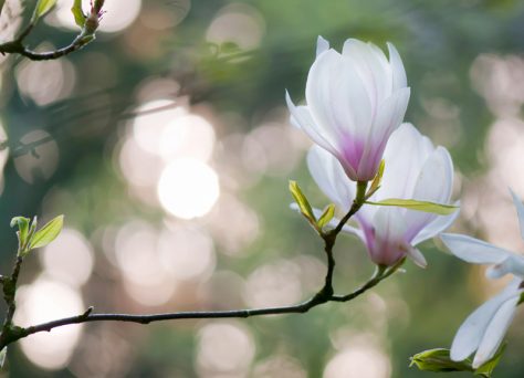 Beverboom magnolia soulangeana avondlicht