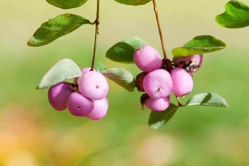 Parelbes (Gaultheria mucronata) roze herfst