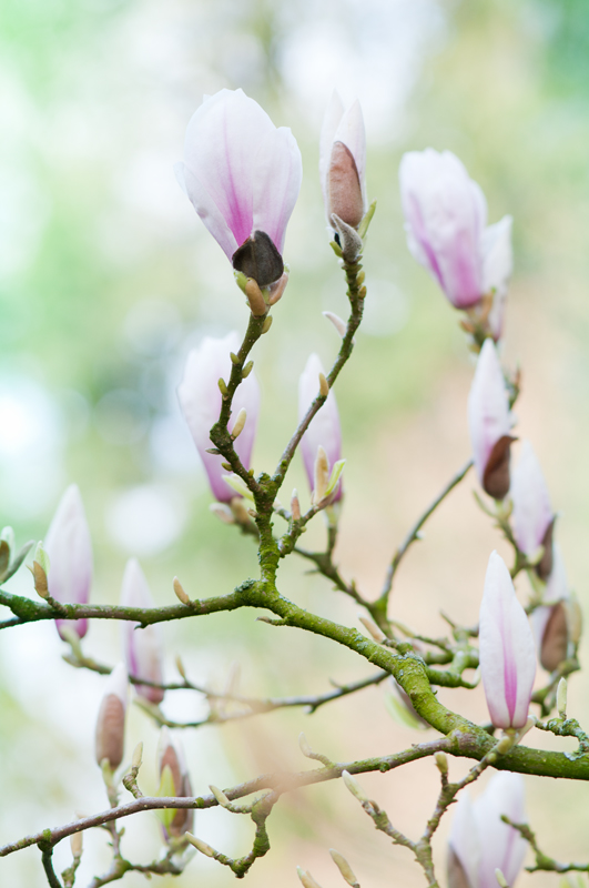 Beverboom - Magnolia soulangeana pasteltinten lente