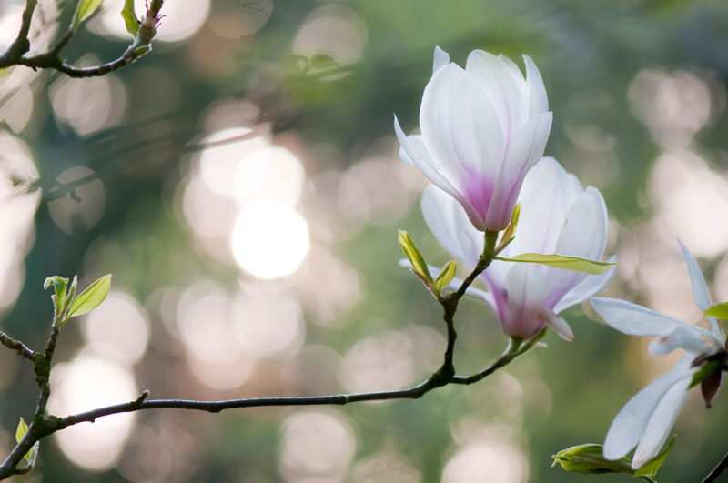 Beverboom - Magnolia soulangeana bokeh avondlicht lente