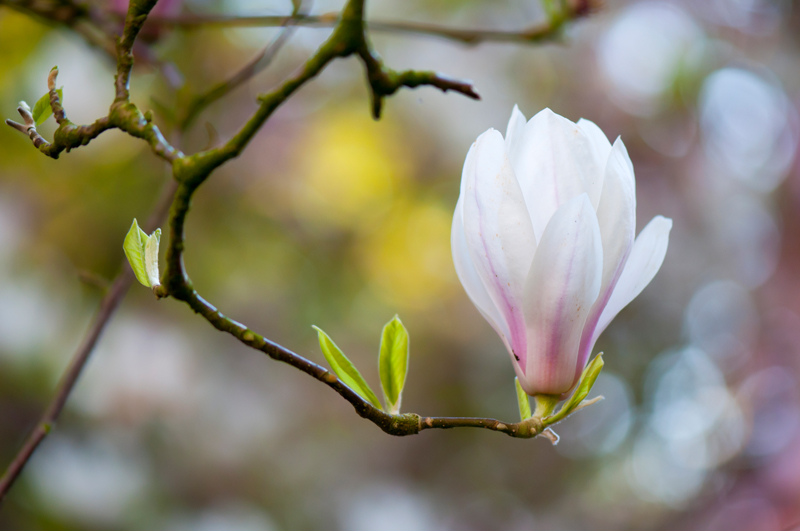 Beverboom - Magnolia soulangeana bokeh kleurrijke achtergrond lente
