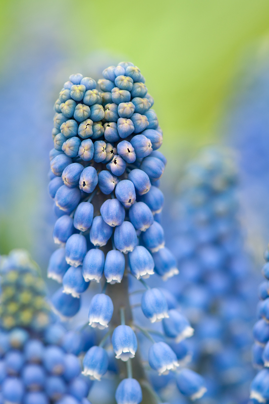 Blauwe druifjes (Muscari)