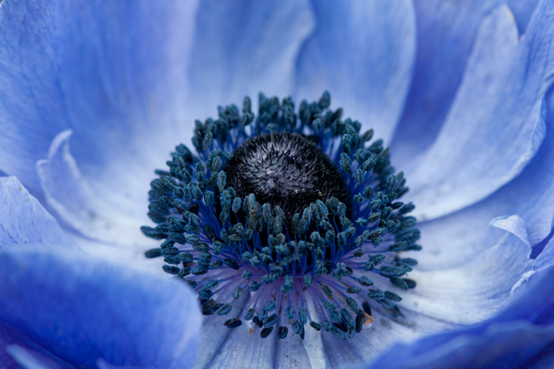 Blauwe anemoon - Anemone mistral close-up