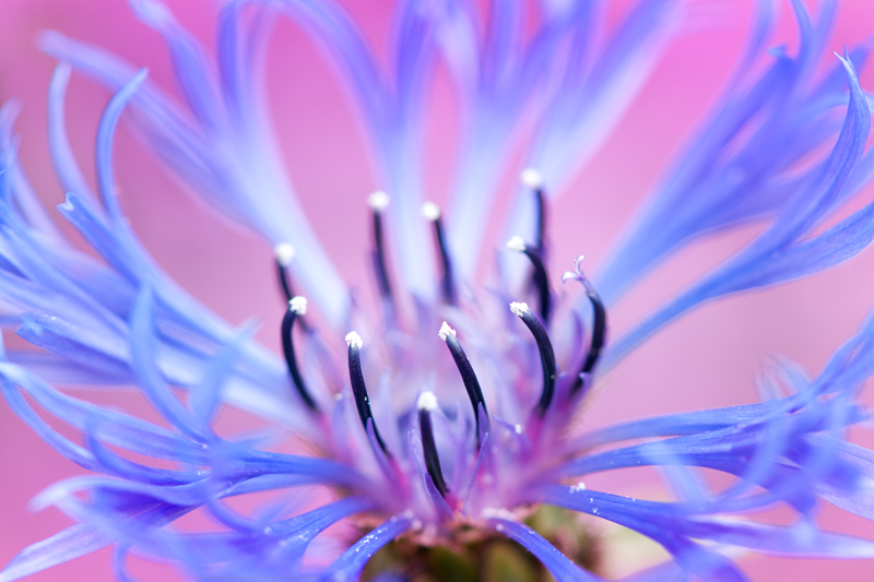Blauwe korenbloem paarse achtergrond - Centaurea cyanus
