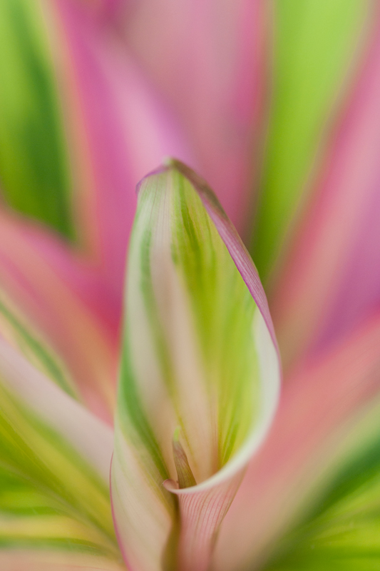Groen-roze kamerplant close-up