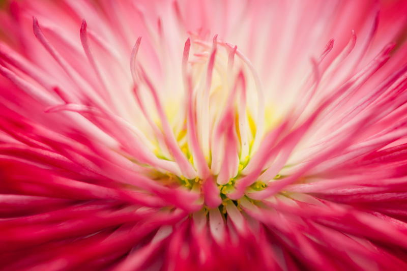 Roze madeliefje - Bellis perennis close-up