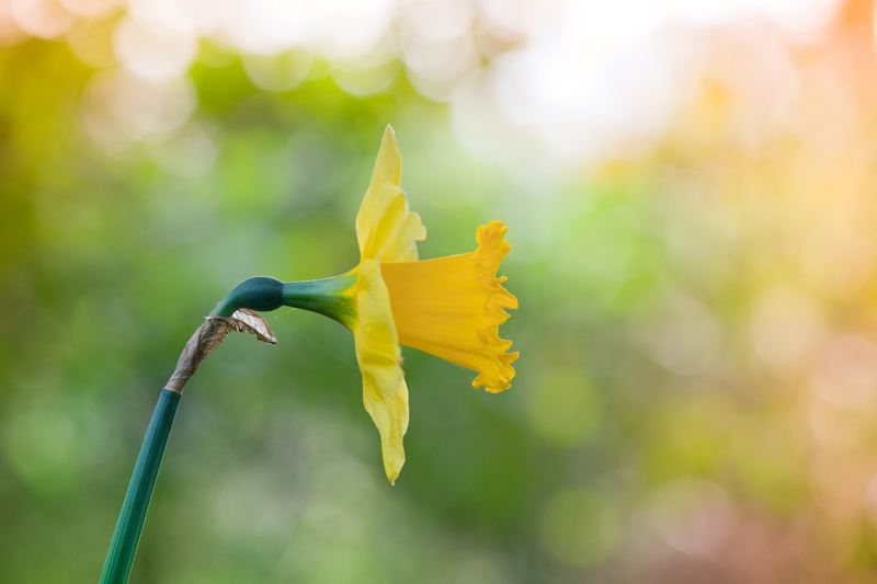 Narcis ochtendlicht bokeh lente - Narcissus