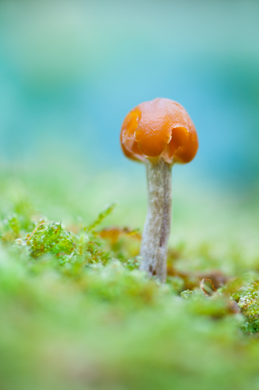 Oranje paddenstoeltje herfst bos blauwe achtergrond