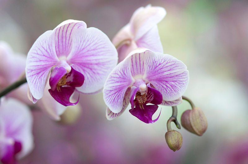 Wit-paarse orchidee zachte achtergrond orchideeënhoeve