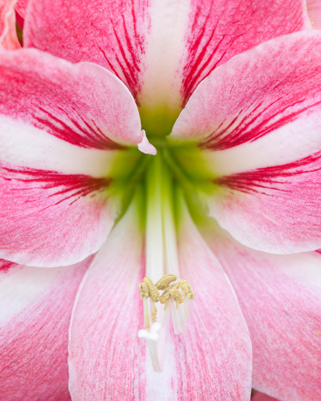 Roze amaryllis close up