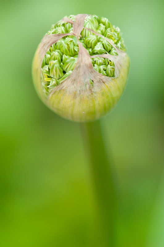 Sierui in de knop groene achtergrond - Allium