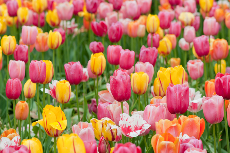 Kleurrijk tulpenveld - de Floriade in Venlo