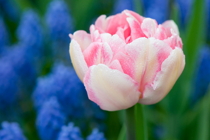 Wit-roze tulp en blauwe druifhyacinten - Keukenhof
