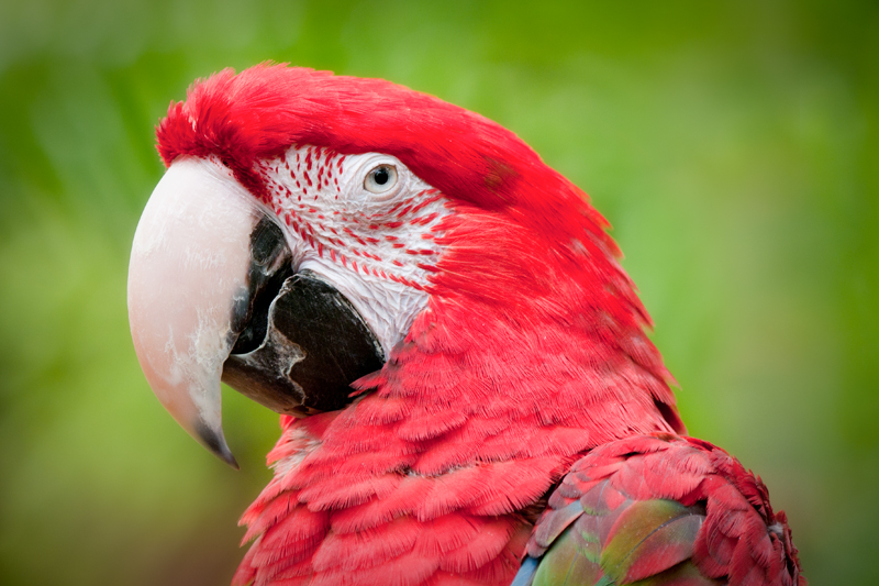 Groenvleugelara red-and-green macaw