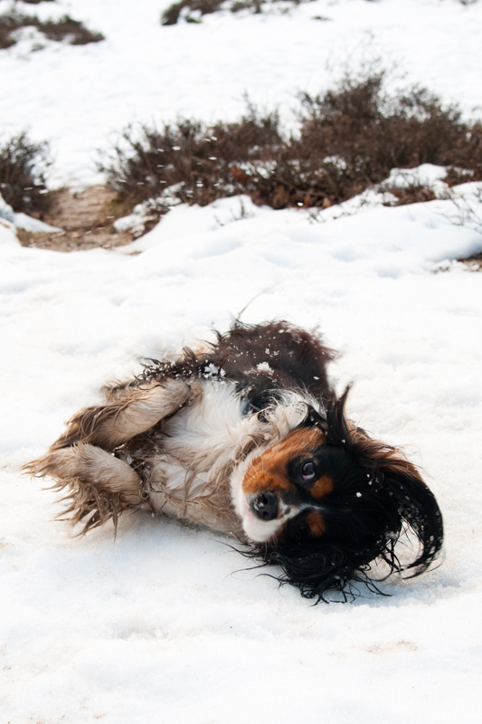 Hond Cavalier King Charles-spaniël in de sneeuw
