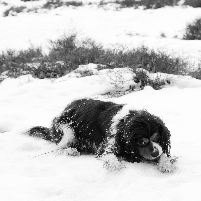 Hond Cavalier King Charles-spaniël in de sneeuw