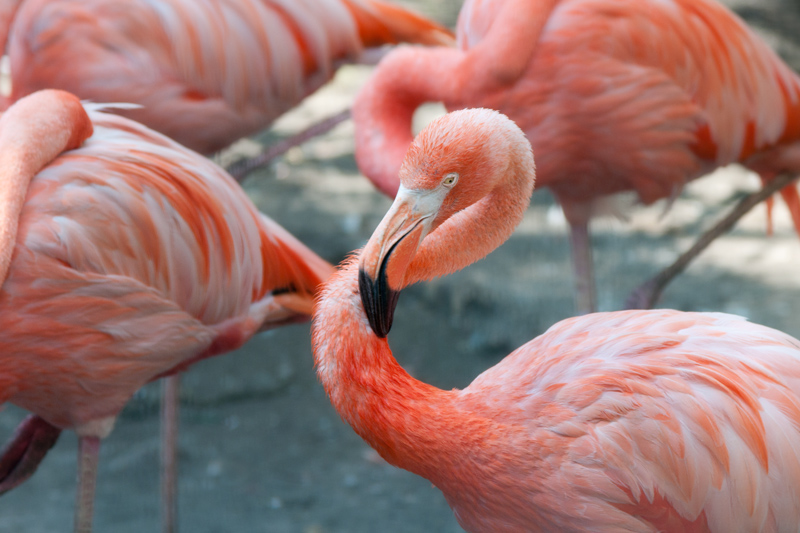 Cubaanse flamingo's - Phoenicopterus ruber