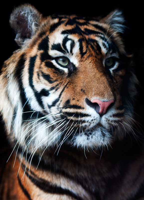 Tijger zwarte achtergrond - Panthera tigris