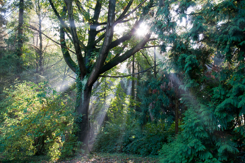 Gimbornhof Zevenaar lichtstralen door de bomen