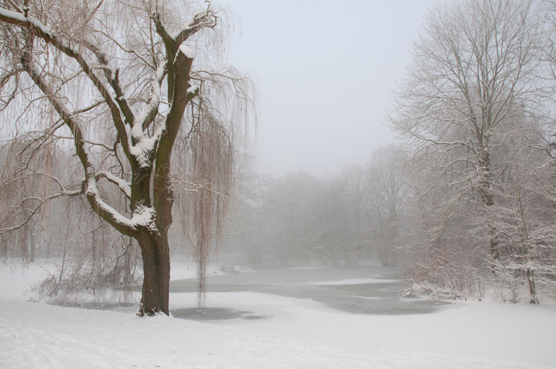 Park Zevenaar - mistige winterochtend sneeuw