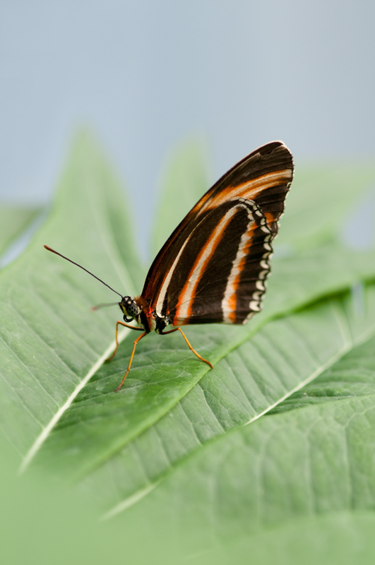 Passiebloemvlinder - Dryadula phaetusa