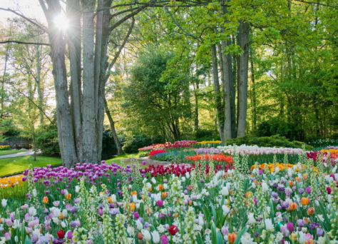 zonsondergang keukenhof
