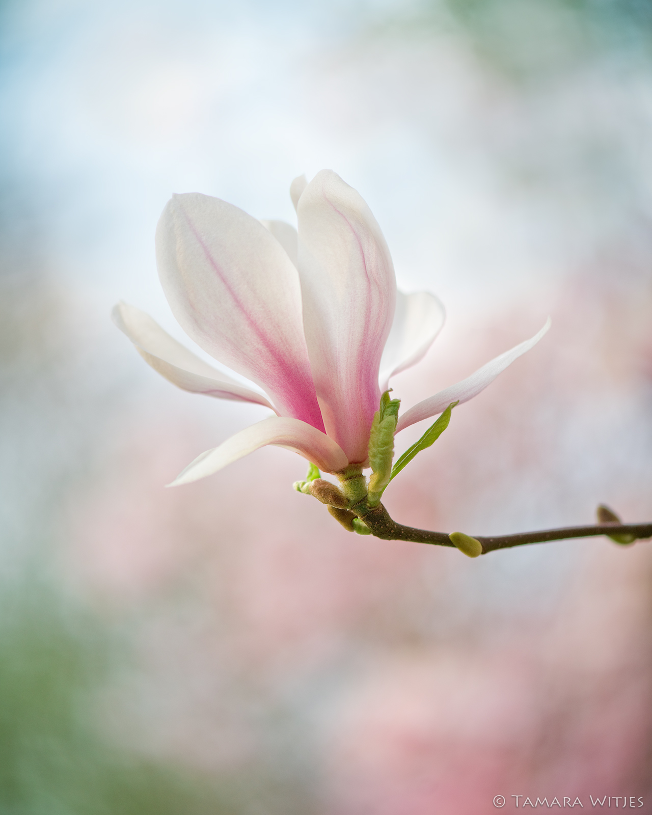magnolia-close-up