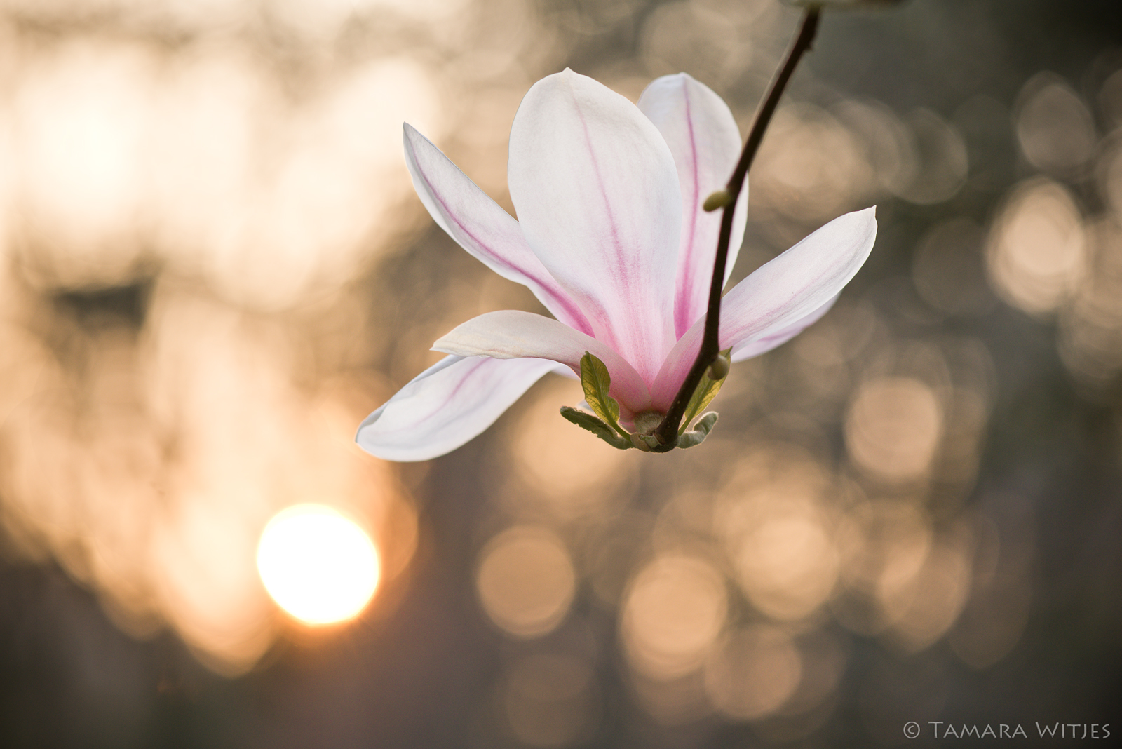 magnolia-zonsondergang