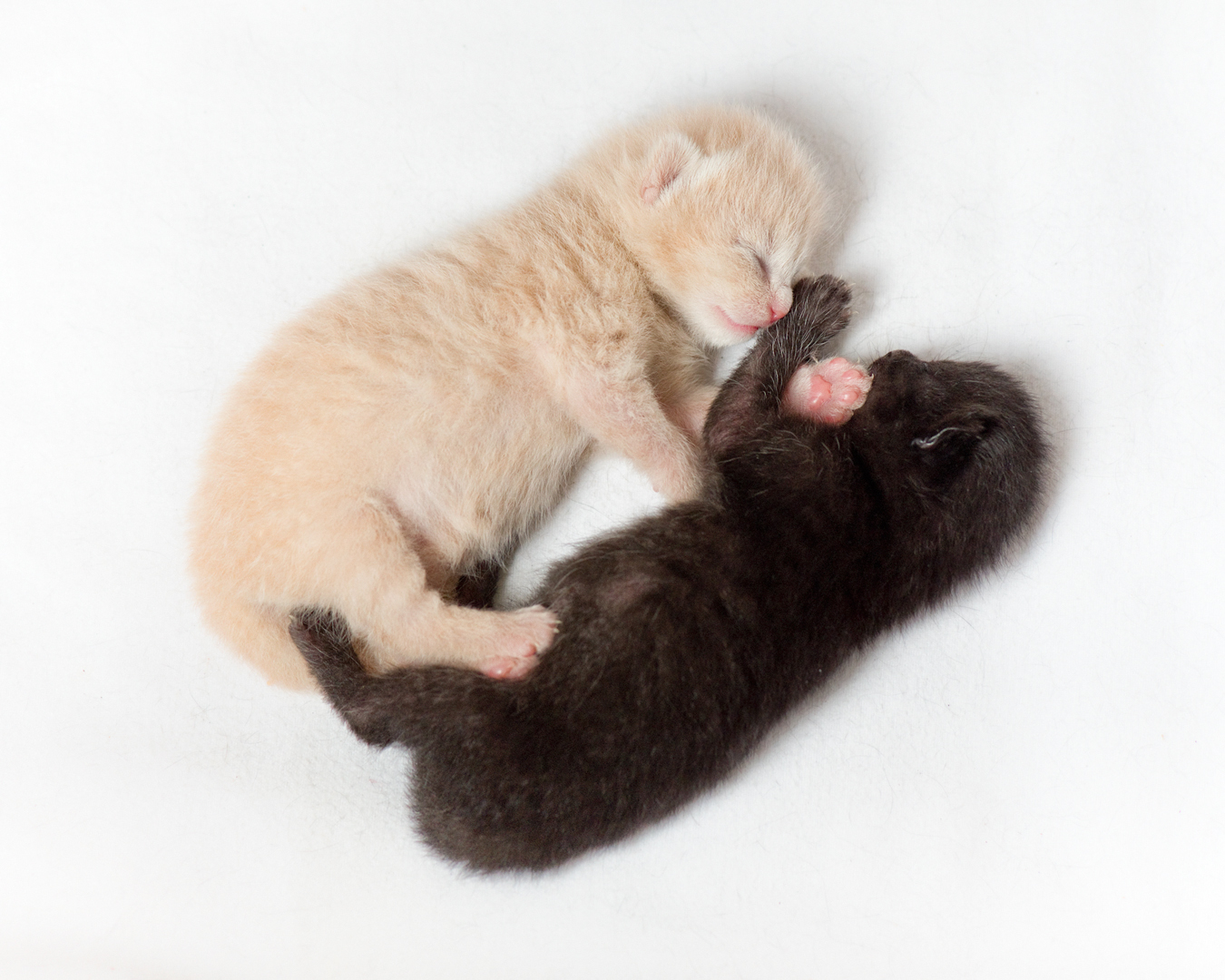 jonge kittens